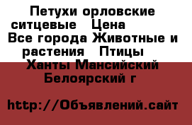 Петухи орловские ситцевые › Цена ­ 1 000 - Все города Животные и растения » Птицы   . Ханты-Мансийский,Белоярский г.